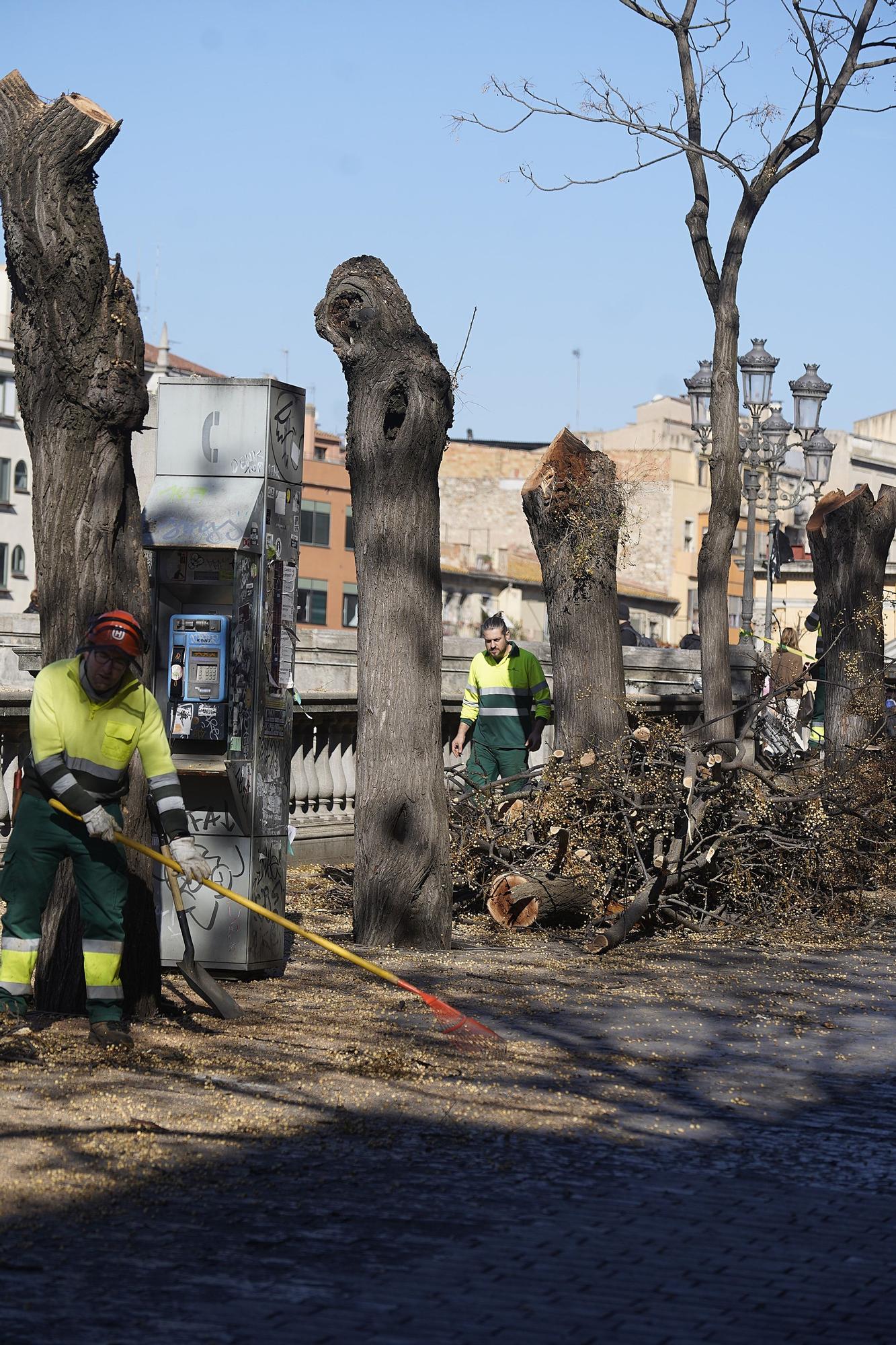 Talen cinc arbres a prop del pont de Pedra de Girona que podien caure