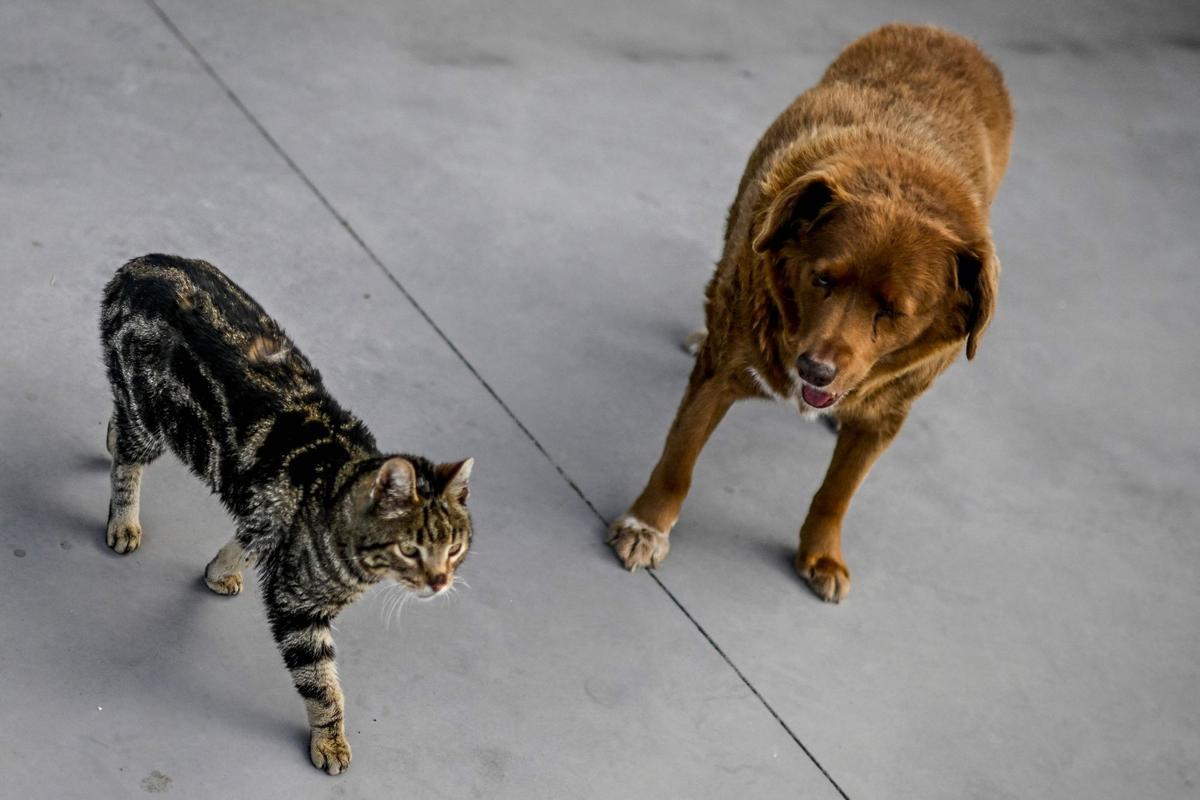 Bobi de 30 años, el perro más viejo del mundo según el Guinness World Records en Conqueiros, Portugal.