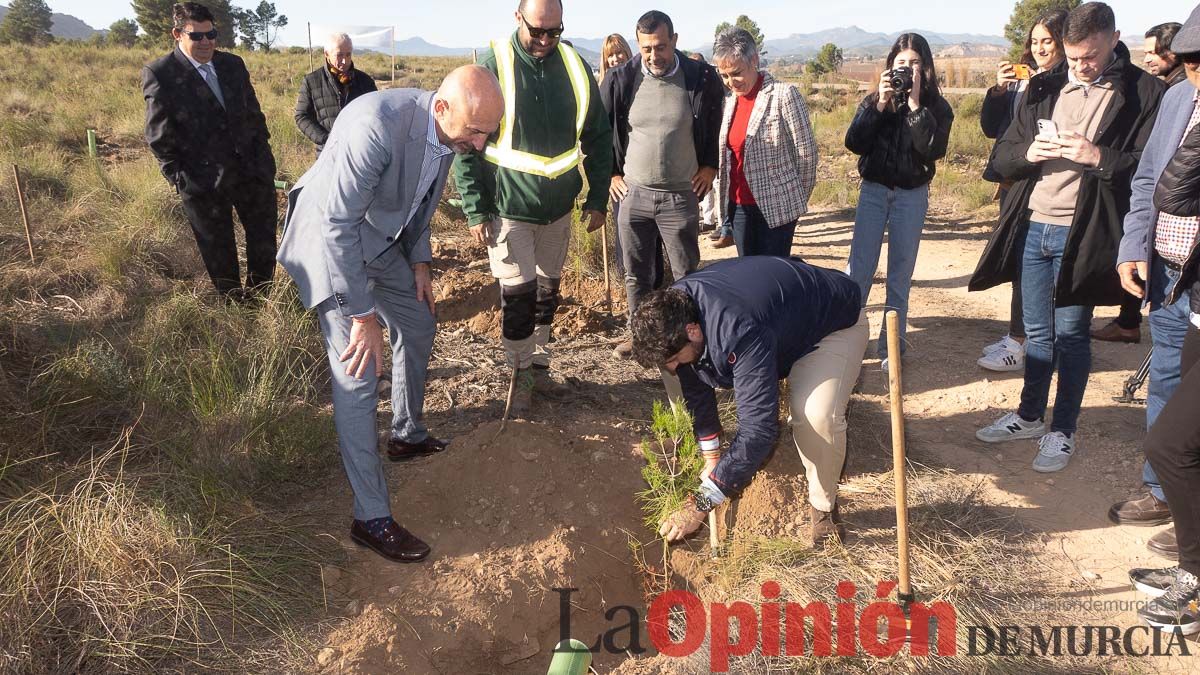 Bosque Disfrimur