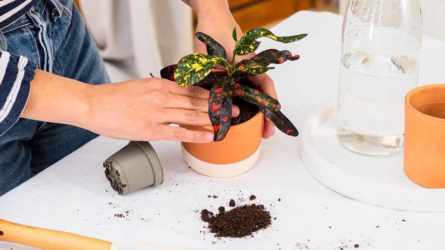 Cuidar de las plantas da felicidad