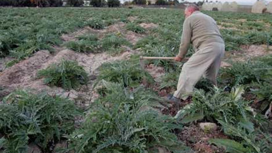 Un agricultor trabaja sus tierras en el campo de Elche.