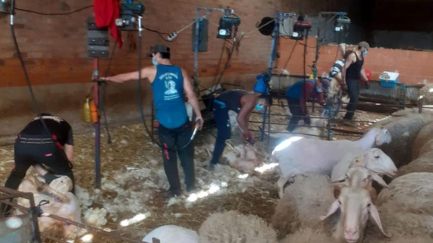 Tiempo de esquilar en la comarca de Benavente