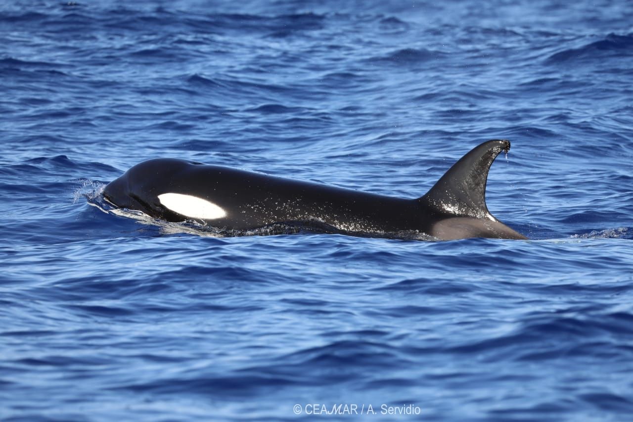 Avistamiento de orcas a unas tres millas de El Hierro