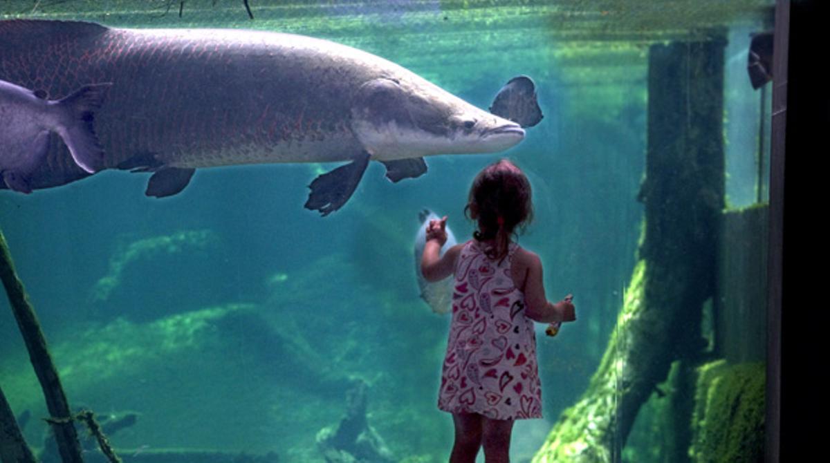 El CosmoCaixa és un lloc per interactuar amb la ciència.