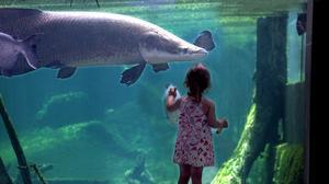 El CosmoCaixa és un lloc per interactuar amb la ciència.