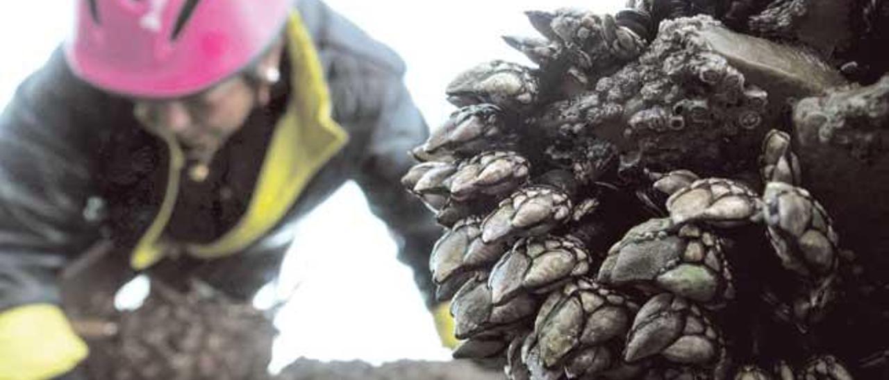 Una mujer recoge percebes por la mañana temprano en la costa de Rinlo (Ribadeo, Lugo).