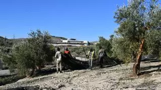 El salario mínimo por jornada de trabajo en el campo será de 50,73 euros