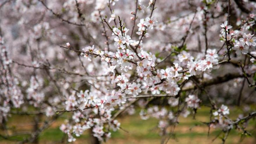 Floración de uno de los almendros en la finca experimental. | DM