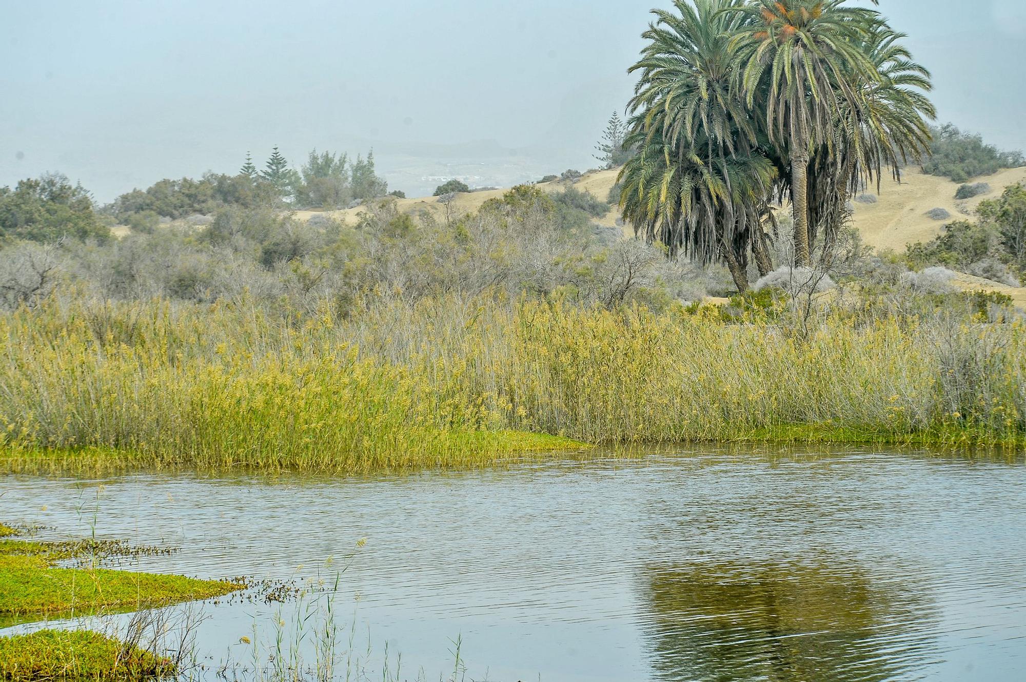 La Charca de Maspalomas después del ciclón Hermine