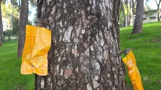 Egemasa realiza tratamientos en Puente Genil para prevenir la aparición de la procesionaria del pino