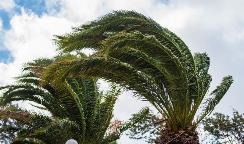 Palmeras agitadas por el vendaval