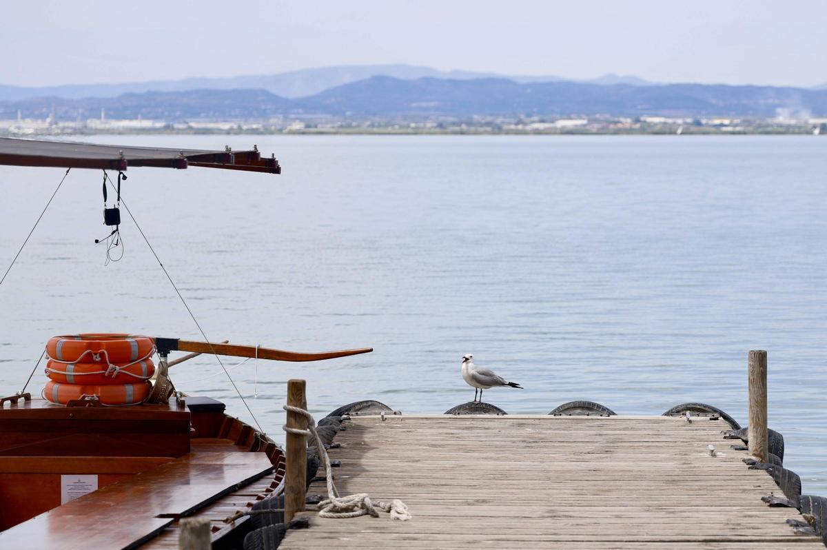 La salinización avanza en l'Albufera