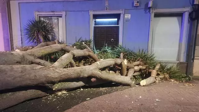 Drago caído en La Laguna
