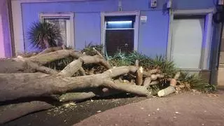 Susto en Tenerife: el drago de más de 10 metros de la Catedral de La Laguna se viene abajo sin causar heridos