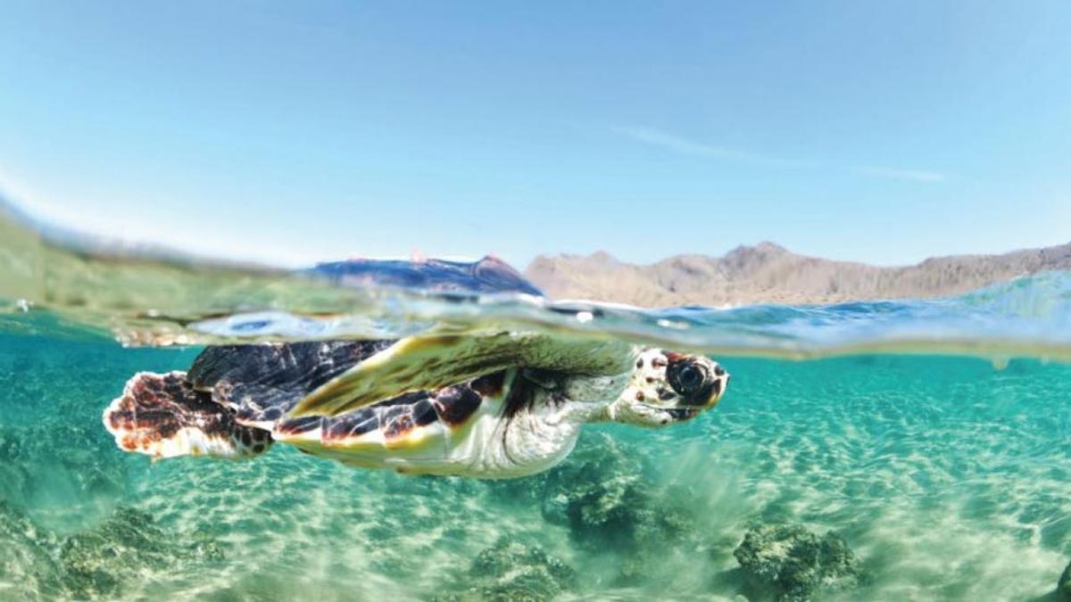 La playa de Levante de Cabo de Palos acogerá este domingo el 'Simulacro Territorio Tortuga'