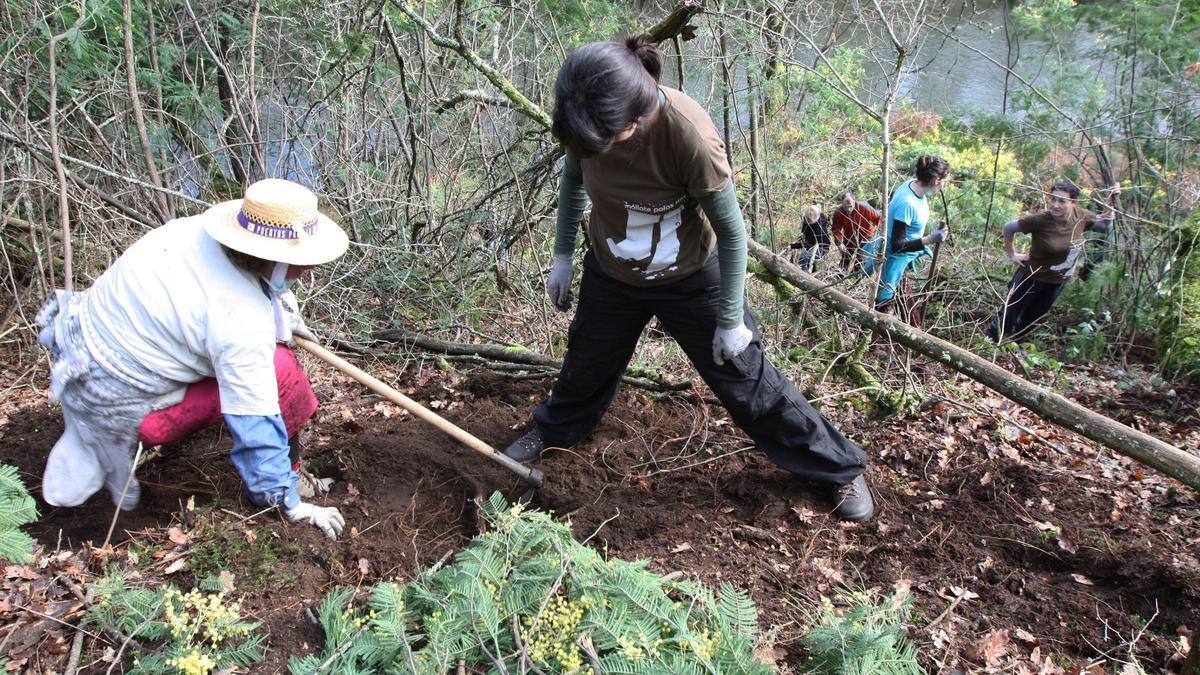 Labores de limpeza de 'mimosa', especie invasora, na beira do río Liñares, na Estrada