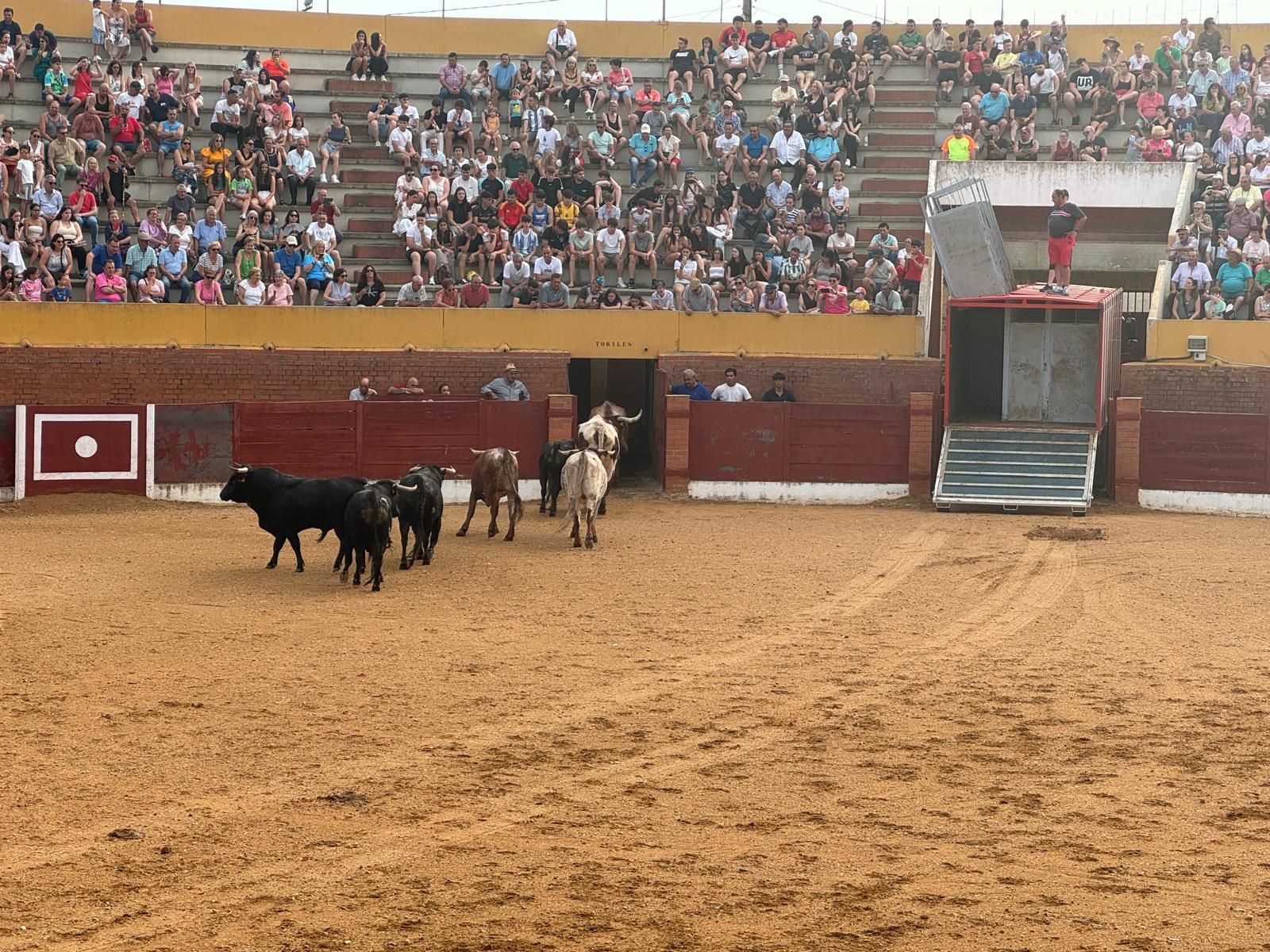 GALERÍA | Presentación de los toros de las fiestas de Fuentesaúco
