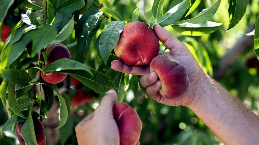 El meticulós procés per tenir la fruita de més qualitat possible