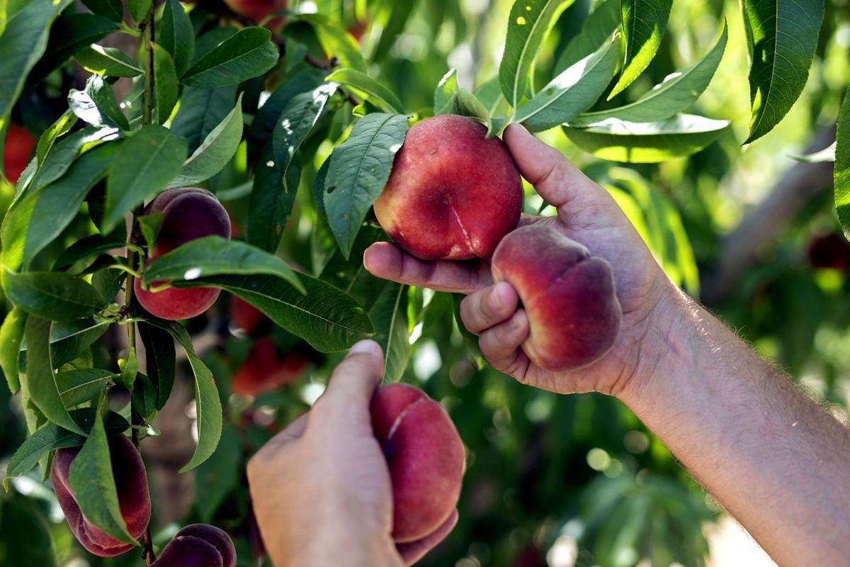 Ametller Origen amb la millor fruita Ametller Origen amb la millor fruita