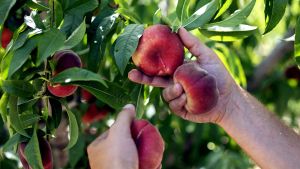 Ametller Origen amb la millor fruita