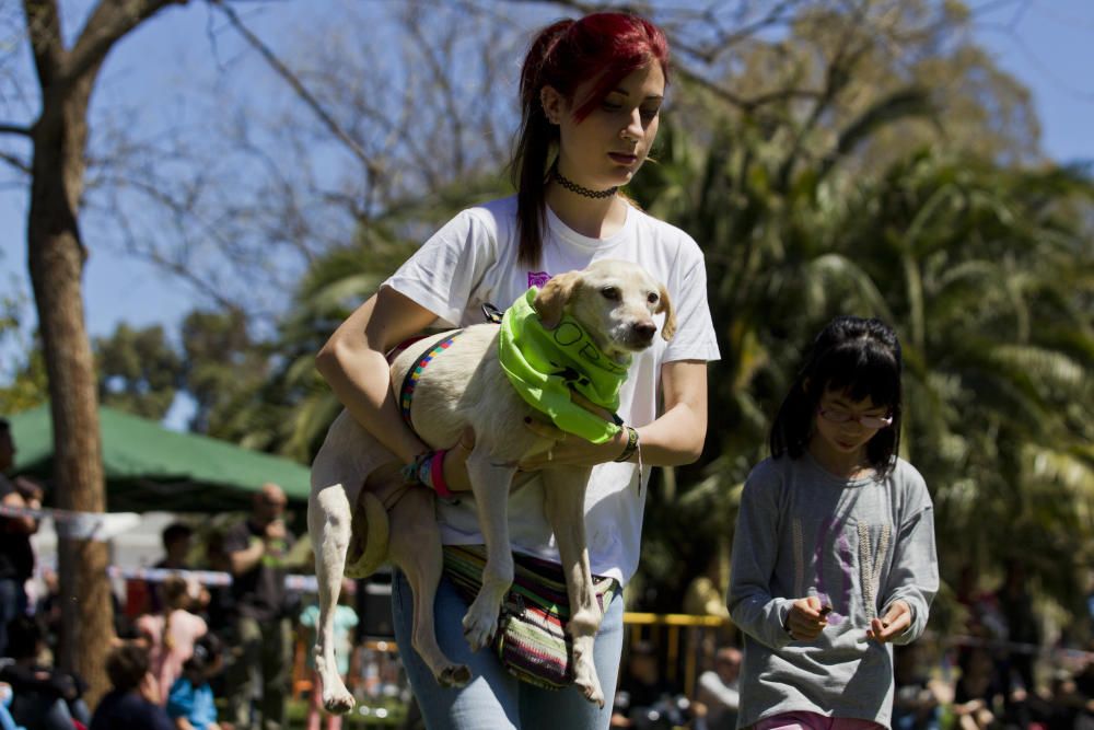 III Feria del Bienestar Animal en Valencia