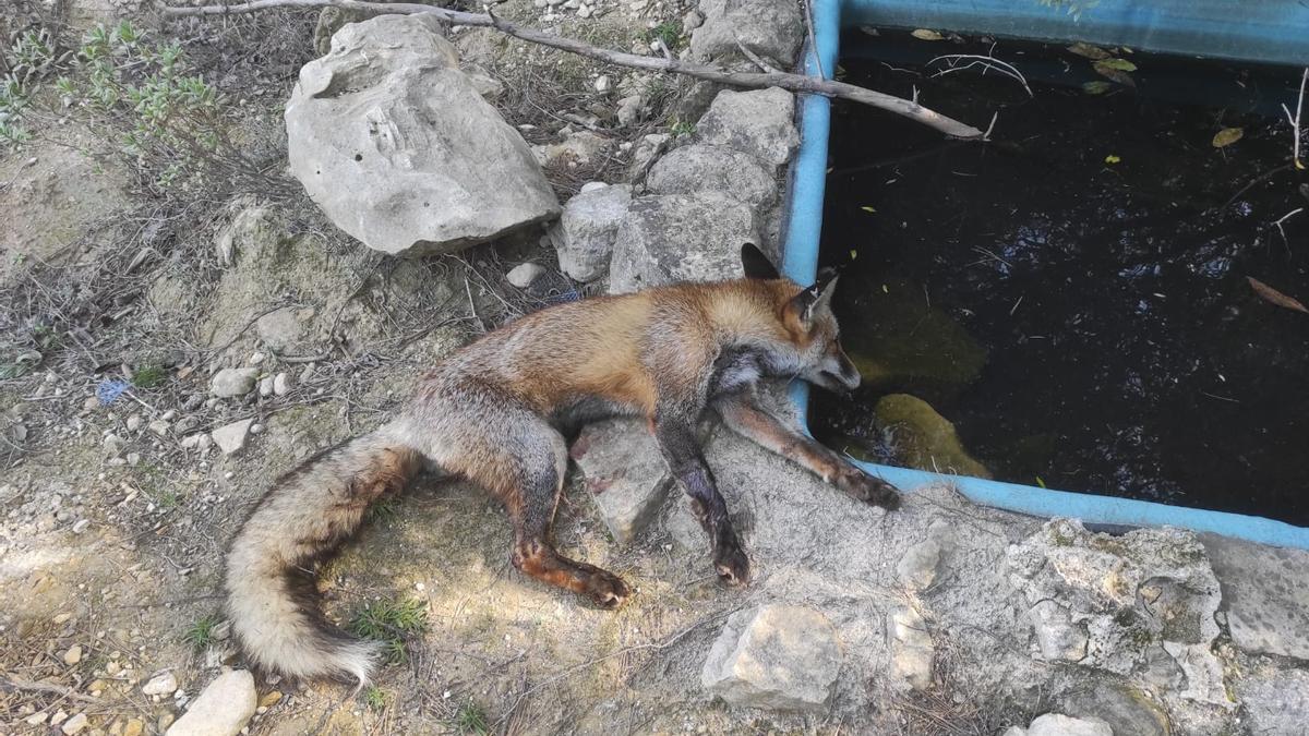 Imagen del ejemplar hallado muerto en Sierra Escalona.