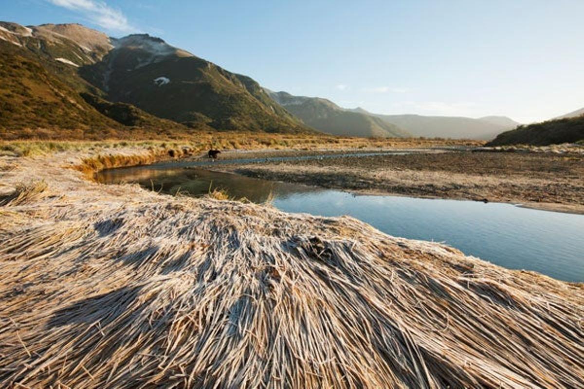 Hierba congelada en la bagía de Kinak, en el Parque Nacional de Katmai. Hierba congelada en la bagía de Kinak, en el Parque Nacional de Katmai.