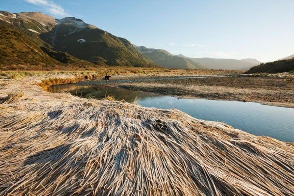 Hierba congelada en la bagía de Kinak, en el Parque Nacional de Katmai.