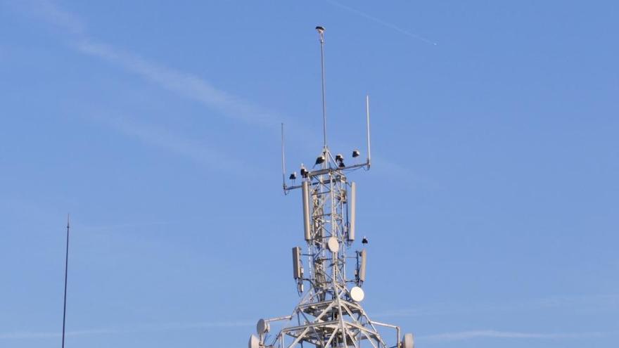 Diverses ciconyes a l&#039;antena de telefonia mòbil.