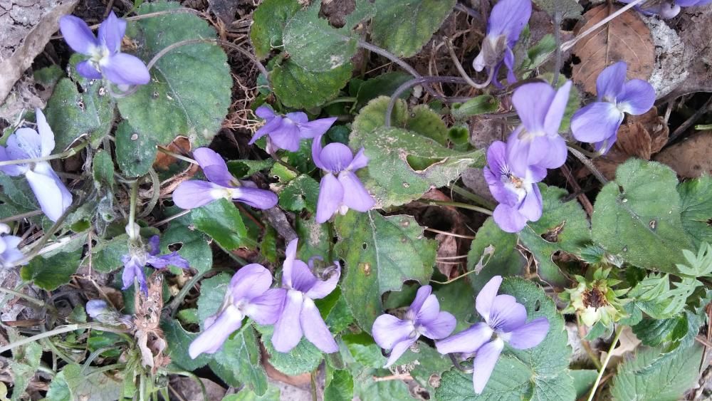 Violàcies. Aquestes flors tan boniques són les primeres violetes de la temporada, llàstima que amb la foto no arribi el seu perfum.