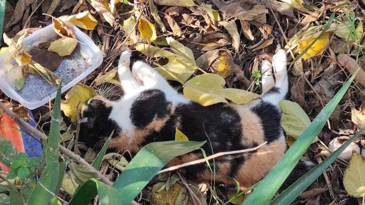 Un dels dos gats mort per enverinament