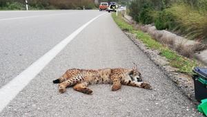 Imagen del lince ibérico atropellado en la A-431, cerca de Posadas.