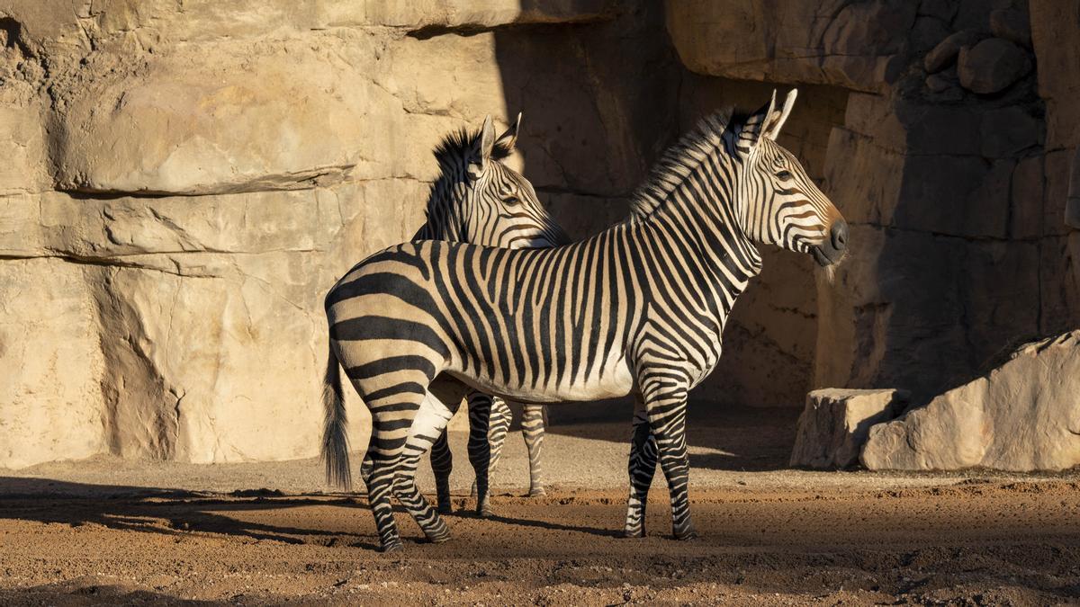 La nueva Cebra de Hartmann, en el Bioparc.