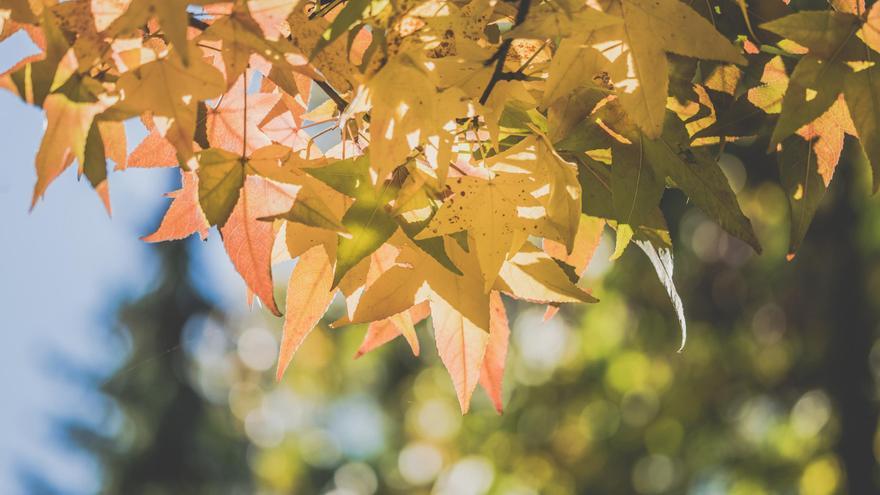 Cómo cuidar las plantas en otoño: guía básica y consejos