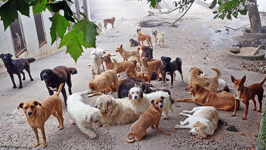 Las multas por no identificar a perros o por llevarlos sueltos rondan las  veinte al mes - Faro de Vigo