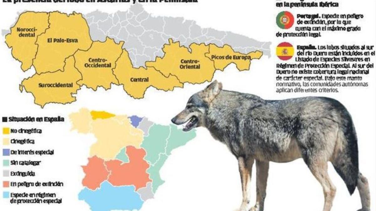 &quot;El lobo debe protegerse en toda España, como recomiendan los científicos&quot;