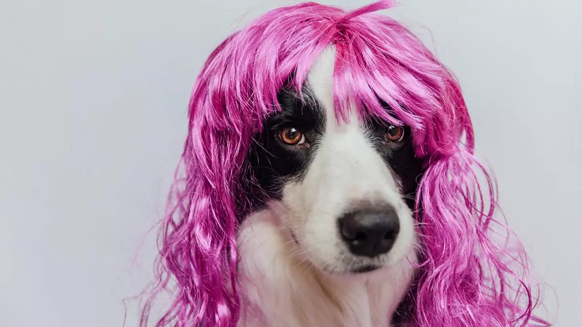 Los motivos por los que no deberías seguir la moda de Instagram de teñir el pelo a tu perro
