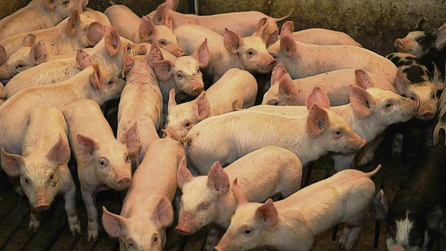 Cerdos en una explotación de porcino gallega.