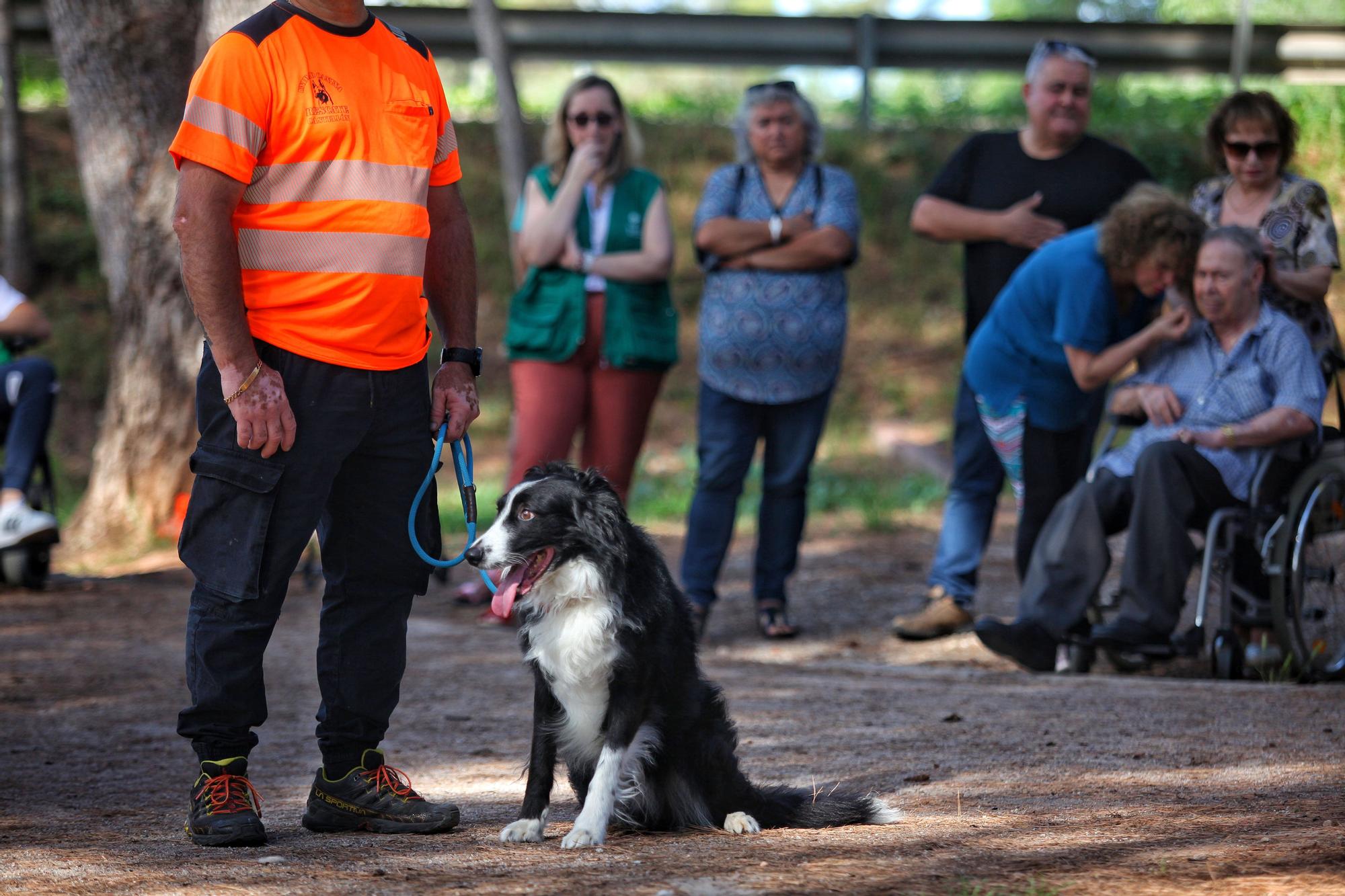 Los perros de la Unidad Canina de Búsqueda y Rescate de Castellón en plena acción en el Termet de Vila-real