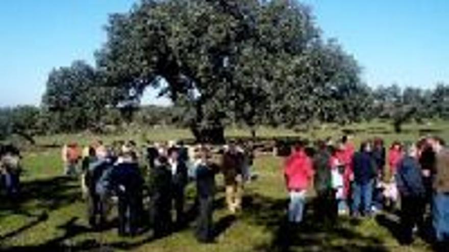 22 pueblos homenajean a la encina Terrona