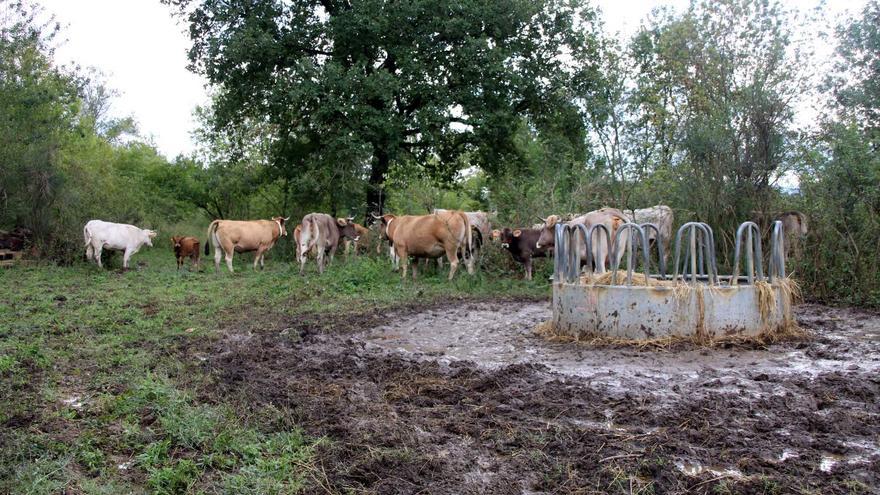 Els pagesos del Ripollès hauran de comprar farratge per a l&#039;hivern perquè la sequera ha deixat les vaques sense pastures