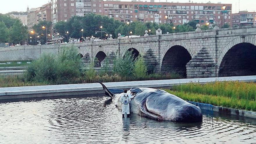 Aparece un gran cachalote varado en Madrid
