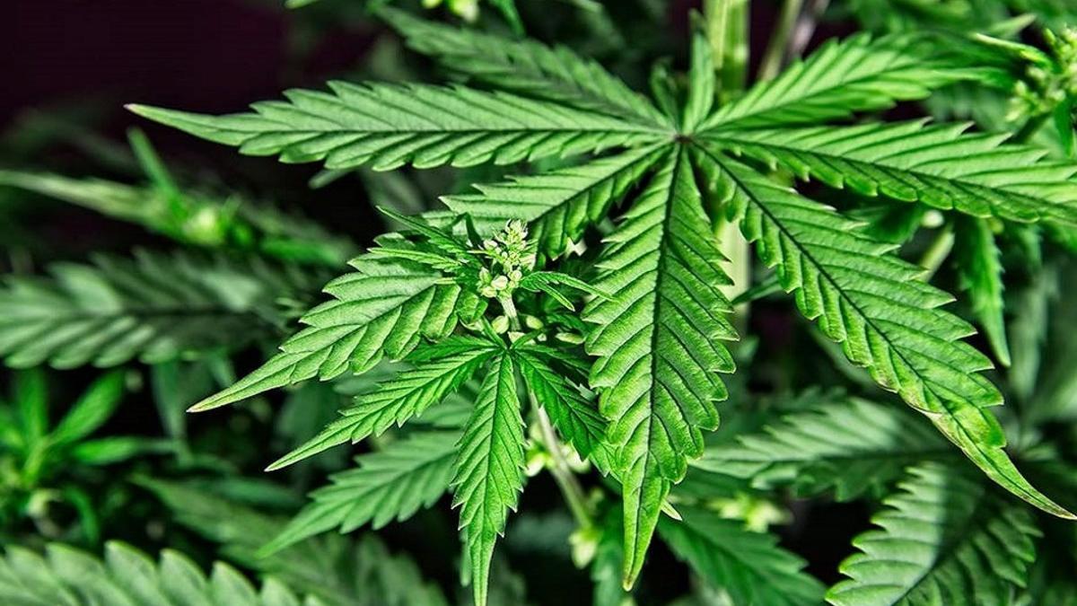 La ONU reconoce las propiedades médicas del cannabis