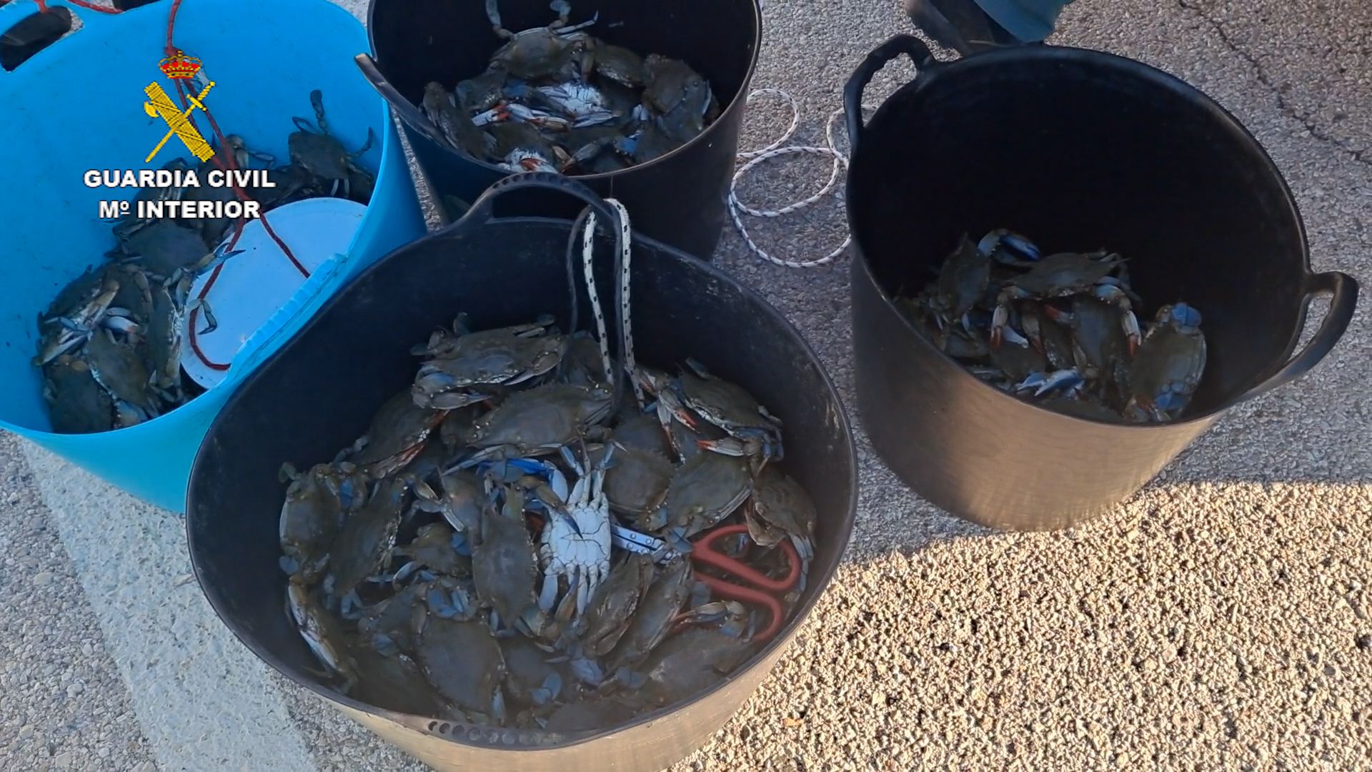 Intervienen 300 kilos de cangrejo azul por no cumplir las garantías mínimas de seguridad en salud pública