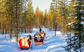 El viaje gastronómico por la Laponia finlandesa donde los renos cuentan la historia del norte