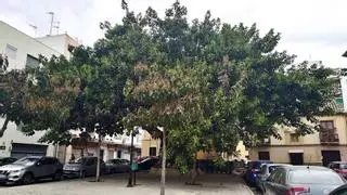 El ficus en expansión del Llano de Doña Trinidad