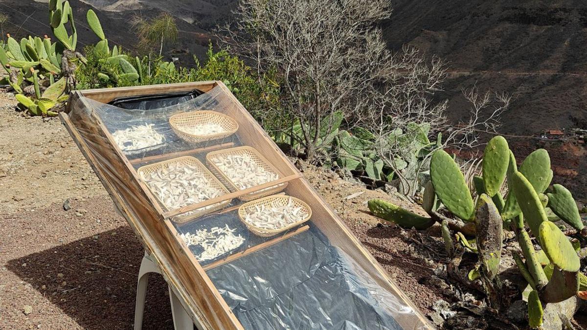 Secador solar casero para las setas.