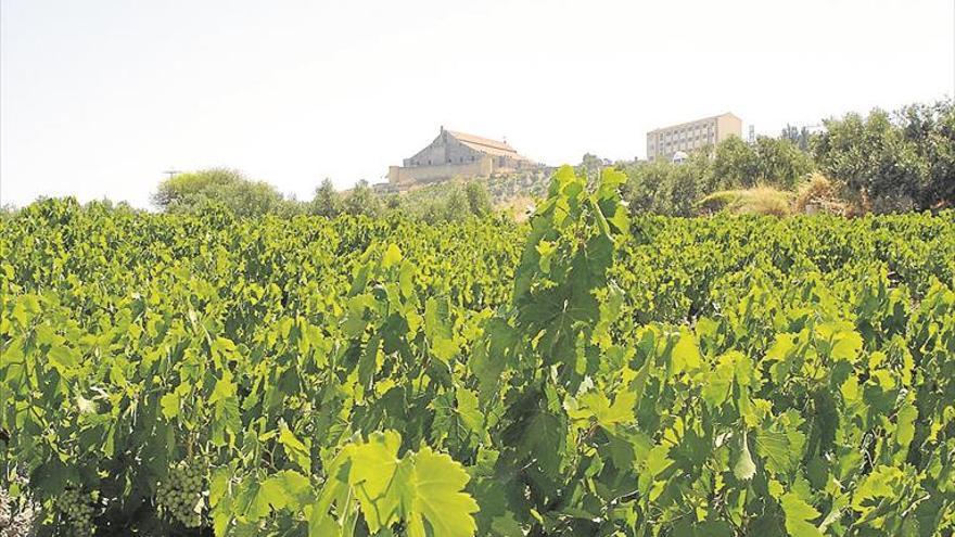 El Consejo Regulador pide «priorizar» el control del mildiu en los viñedos