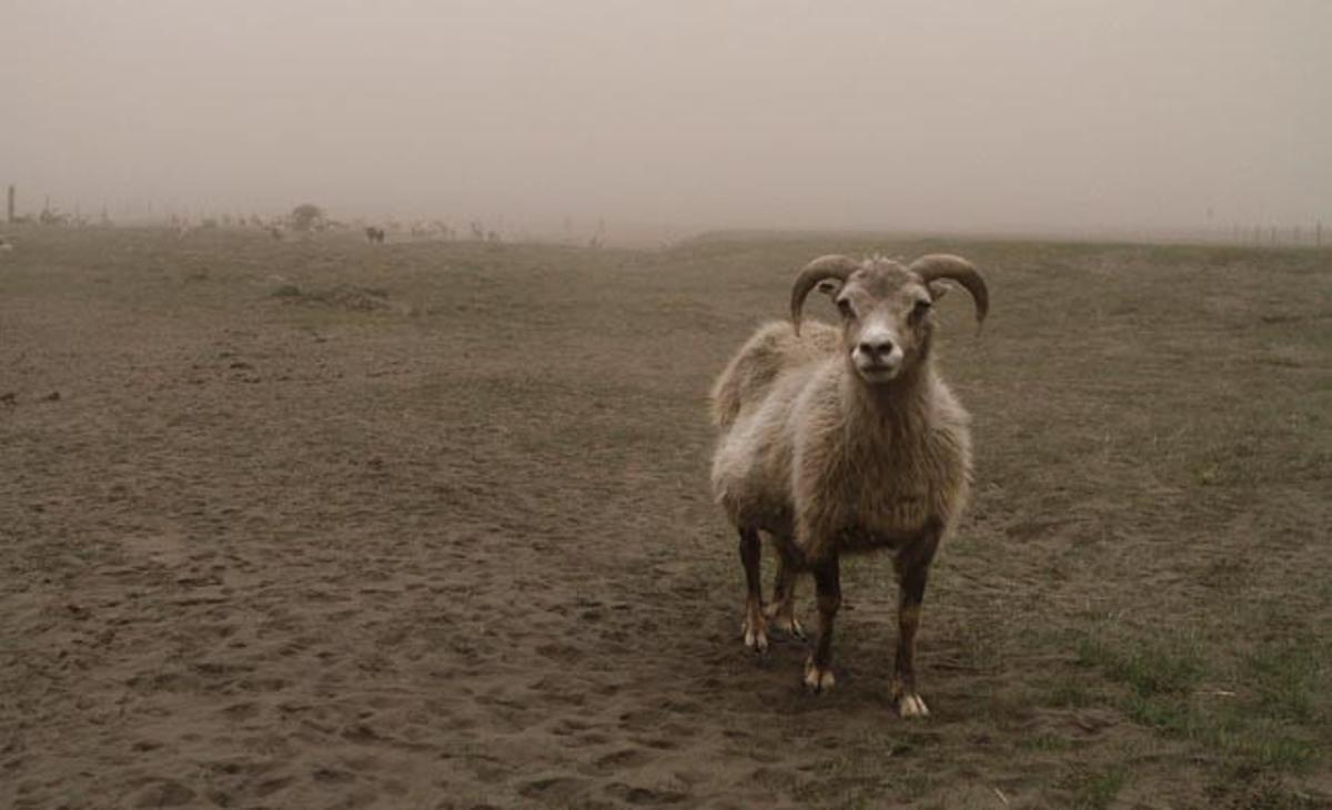 Una ovella d’una granja islandesa enmig de la pluja de cendra produïda pel volcà Grimsvoetn a Mulakot.
