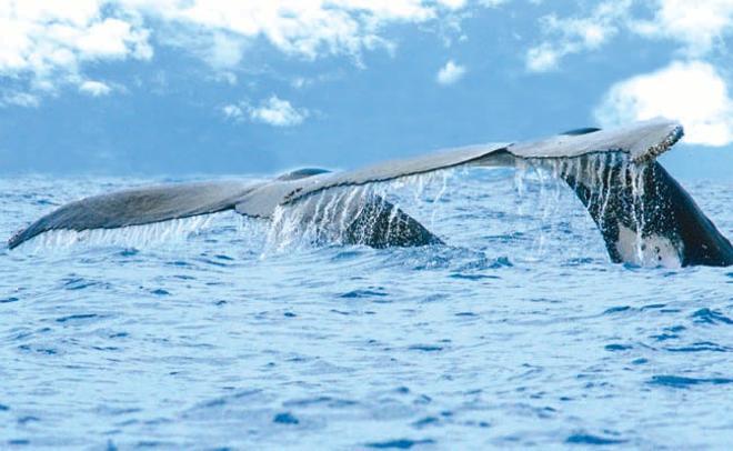 Durante siete meses Costa Rica se convierte en la residencia temporal para las ballenas.